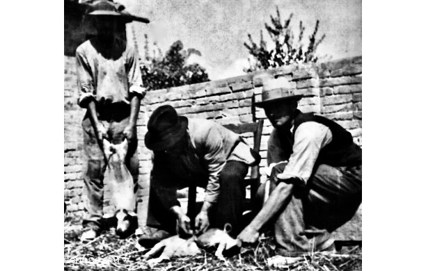 Castratura dei maialini