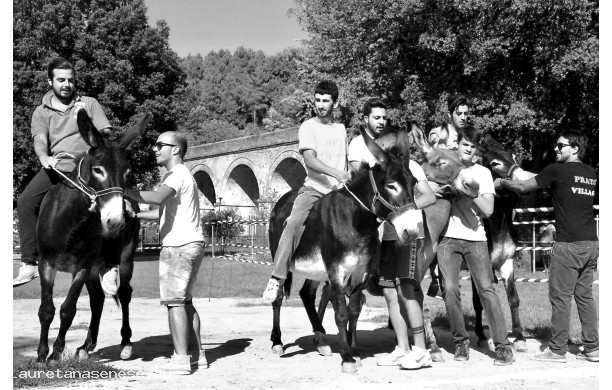 2016 - Si provano i ciuchi prima del Palio