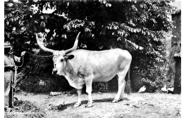 1942 - Esemplare di Bue da lavoro di razza maremmana a Torrentino