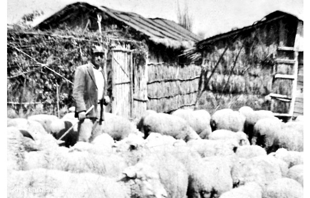 1952 - Alfredo con il suo gregge